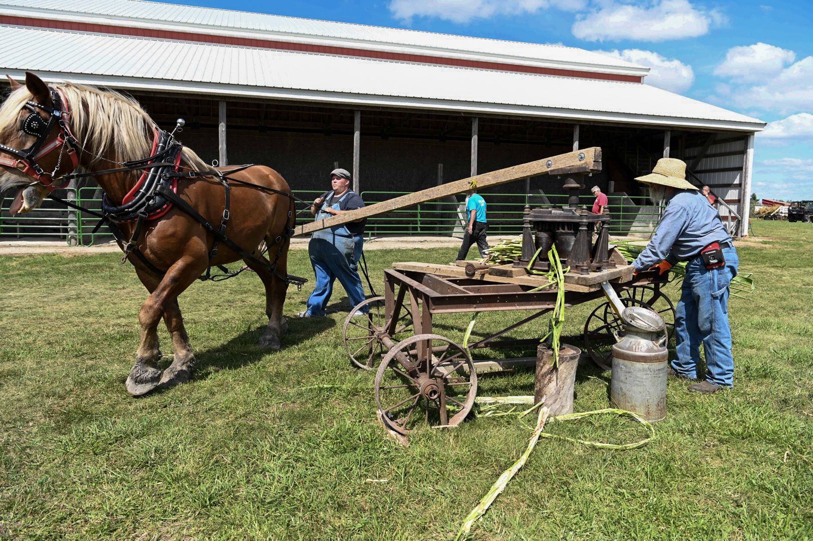Horse and Mule 12